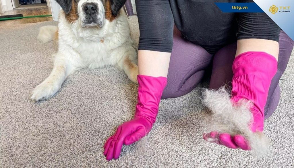 vệ sinh lông chó mèo bám thảm bằng găng tay cao su