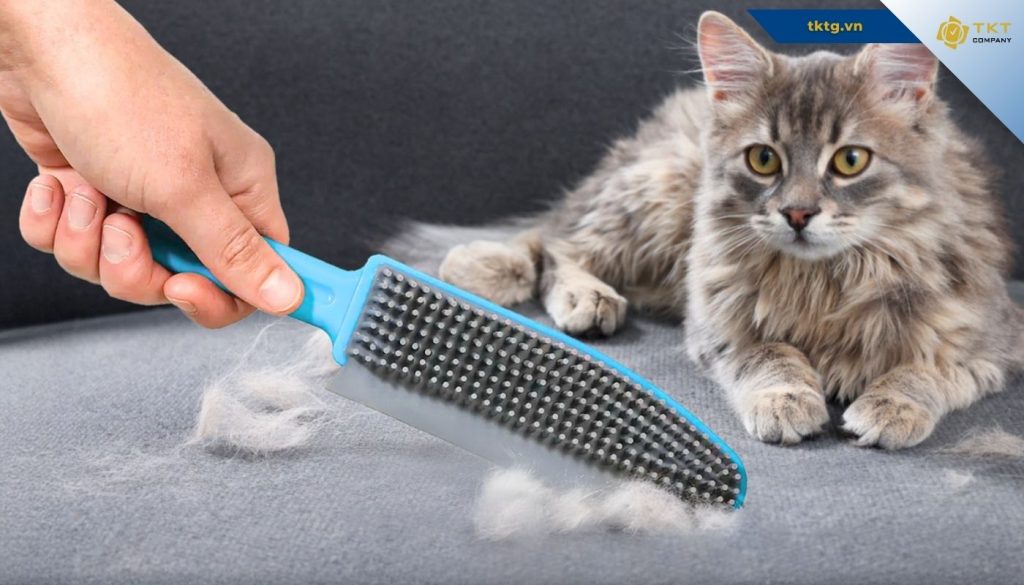 Gỡ lông thú cưng trên thảm bằng lược chải lông
