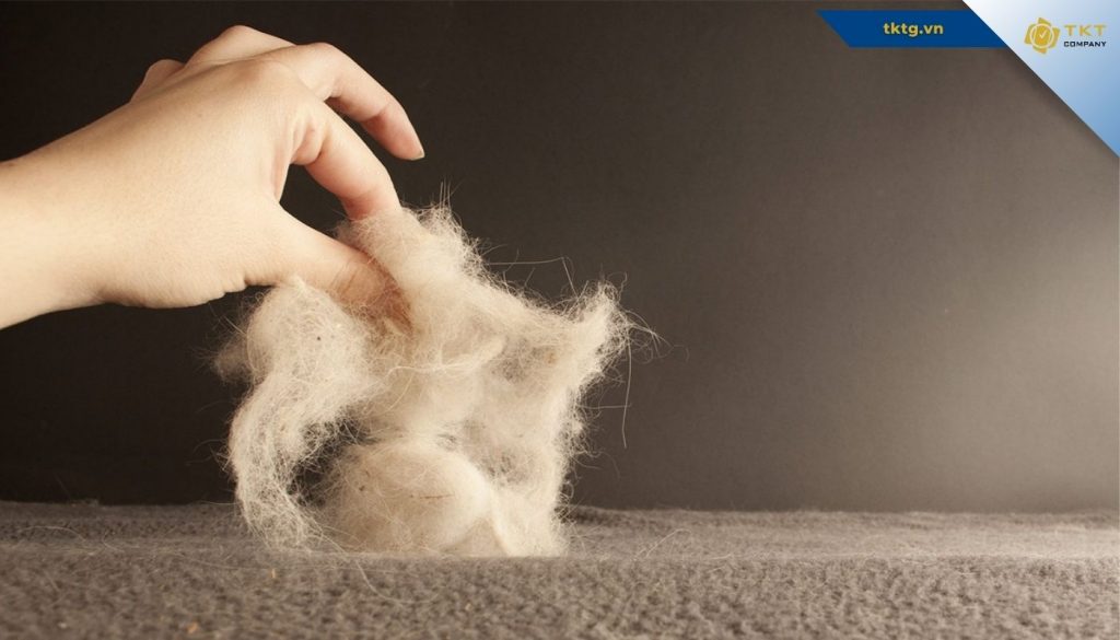 Mẹo giúp hạn chế lông thú cưng dính trên thảm, nệm, sofa và quần áo